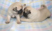 Two Fawn Pug Puppies For Sale