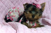 100% PURE YORKIE PUPPIES FOR GOOD HOMES.