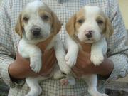 Beautiful litter of Beagle puppies for sale.